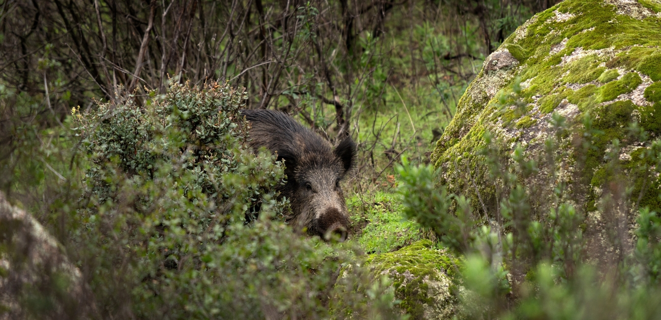 « D’une violence extrême et insoutenable », « Des trainées de sang » : cette vidéo d’un sanglier traîné par un 4×4 choque la toile